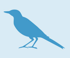 bird graphic